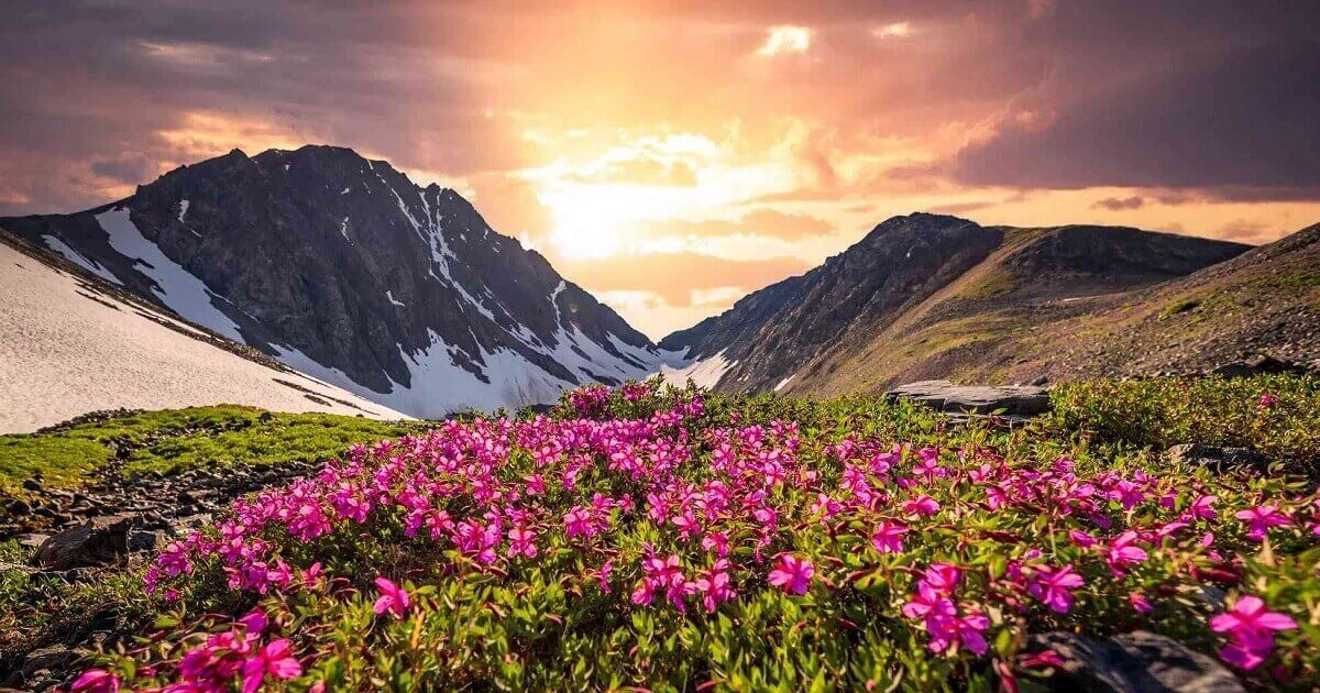 Valley of Flowers